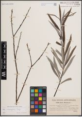 Foto von Salix eleagnos Scop.